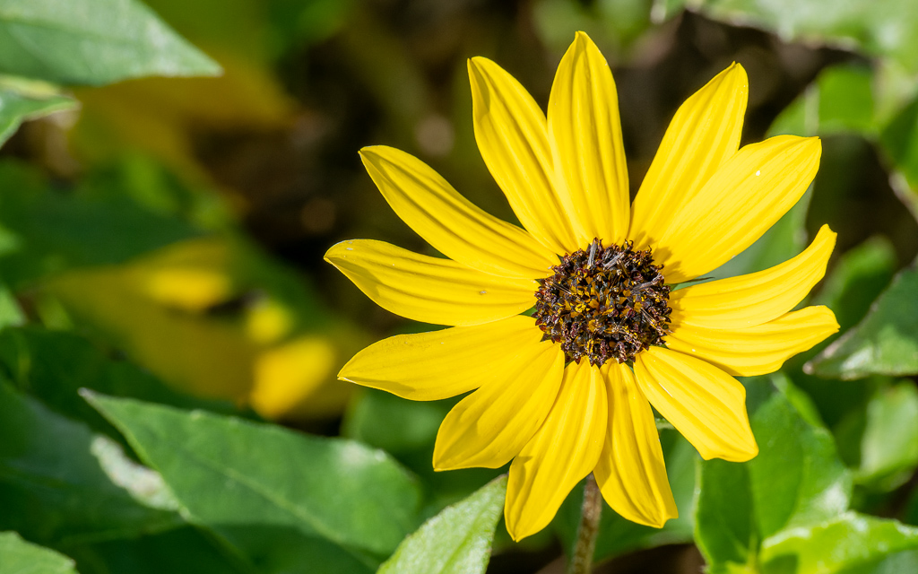 Z50 1414 NEF DxO DeepPRIME