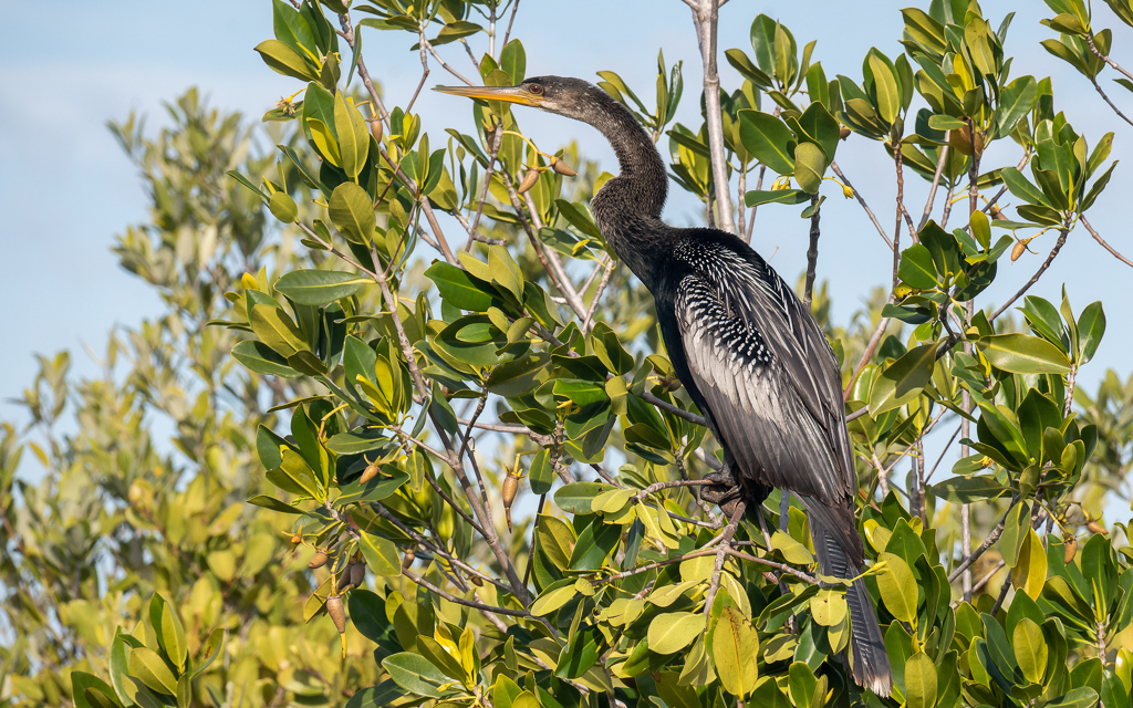 Z50 1443 NEF DxO DeepPRIME