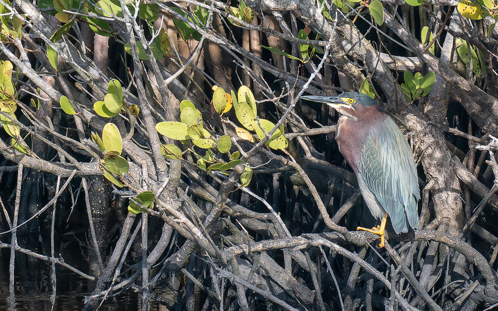 Z50 1484 NEF DxO DeepPRIME Edit