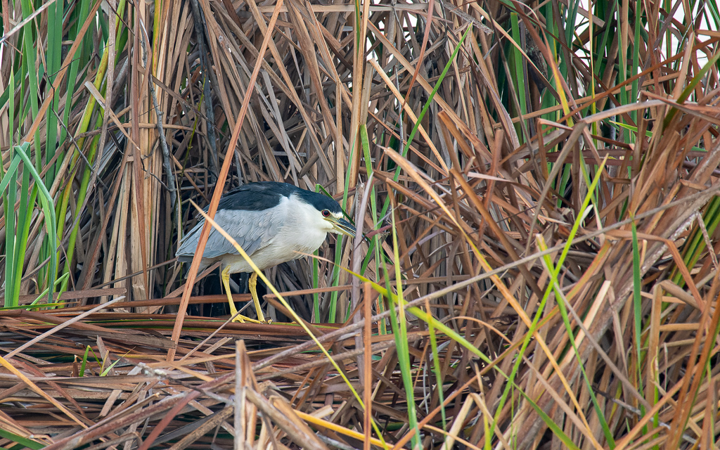 Z50 1530 NEF DxO DeepPRIME