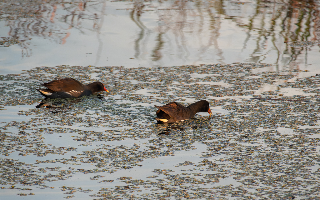 Z50 1564 NEF DxO DeepPRIME