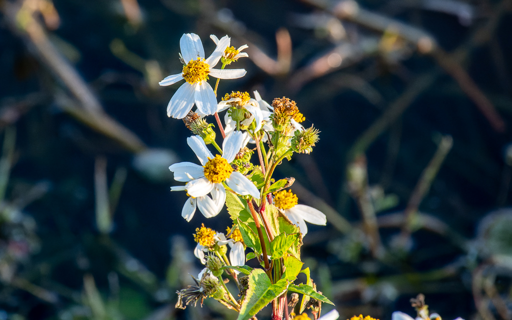 Z50 1650 NEF DxO DeepPRIME