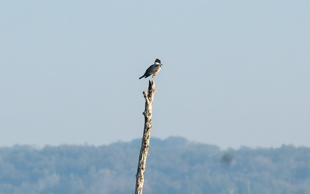 Z50 1675 NEF DxO DeepPRIME