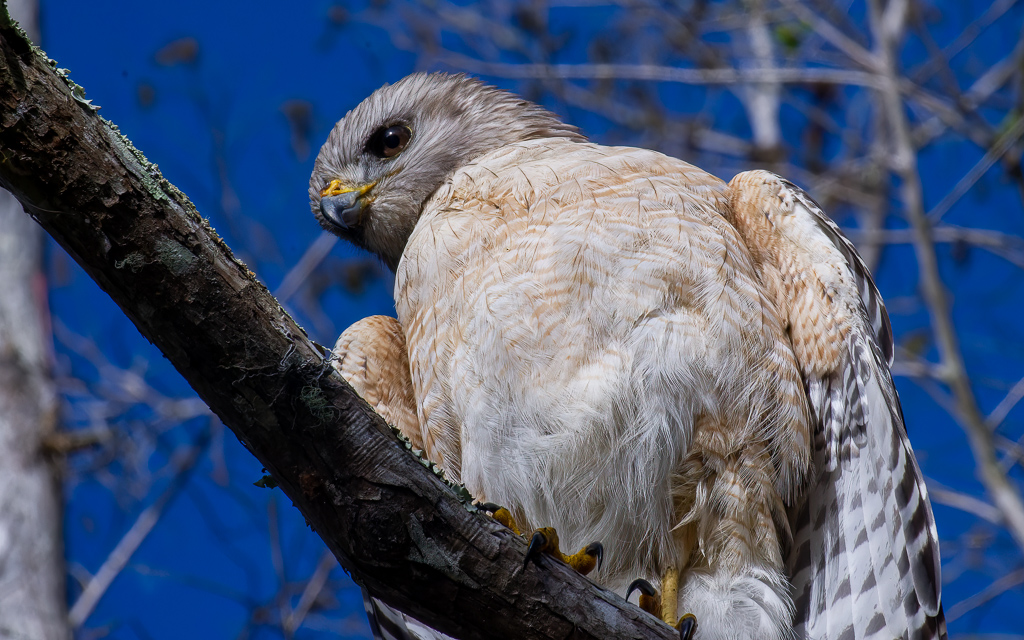 Z50 1752 NEF DxO DeepPRIME SharpenAI Focus