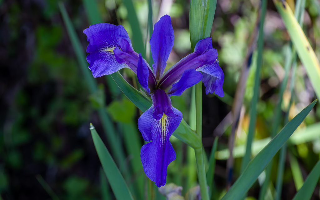 Z50 1817 NEF DxO DeepPRIME SharpenAI Focus