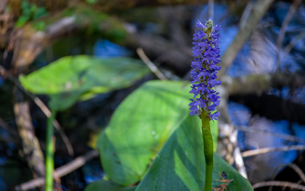 Z50 1824 NEF DxO DeepPRIME SharpenAI Focus