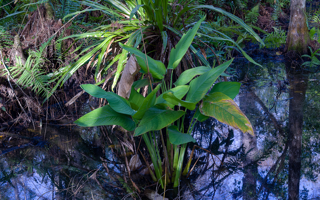 Z50 1835 NEF DxO DeepPRIME SharpenAI Motion