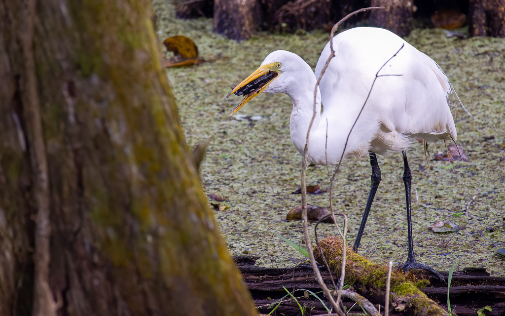 Z50 1849 NEF DxO DeepPRIME SharpenAI Focus