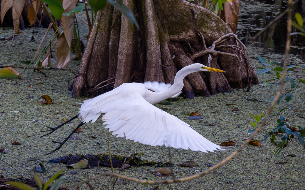 Z50 1905 NEF DxO DeepPRIME SharpenAI Motion