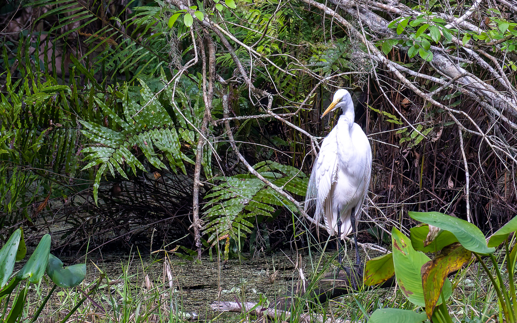 Z50 1950 NEF DxO DeepPRIME SharpenAI Focus