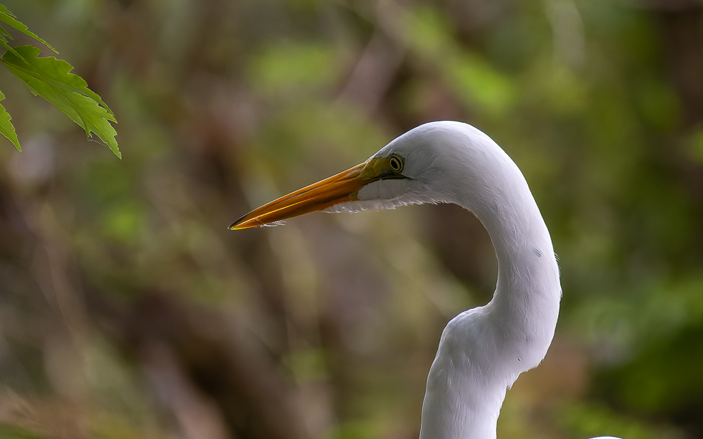 Z50 2000 NEF DxO DeepPRIME SharpenAI Focus