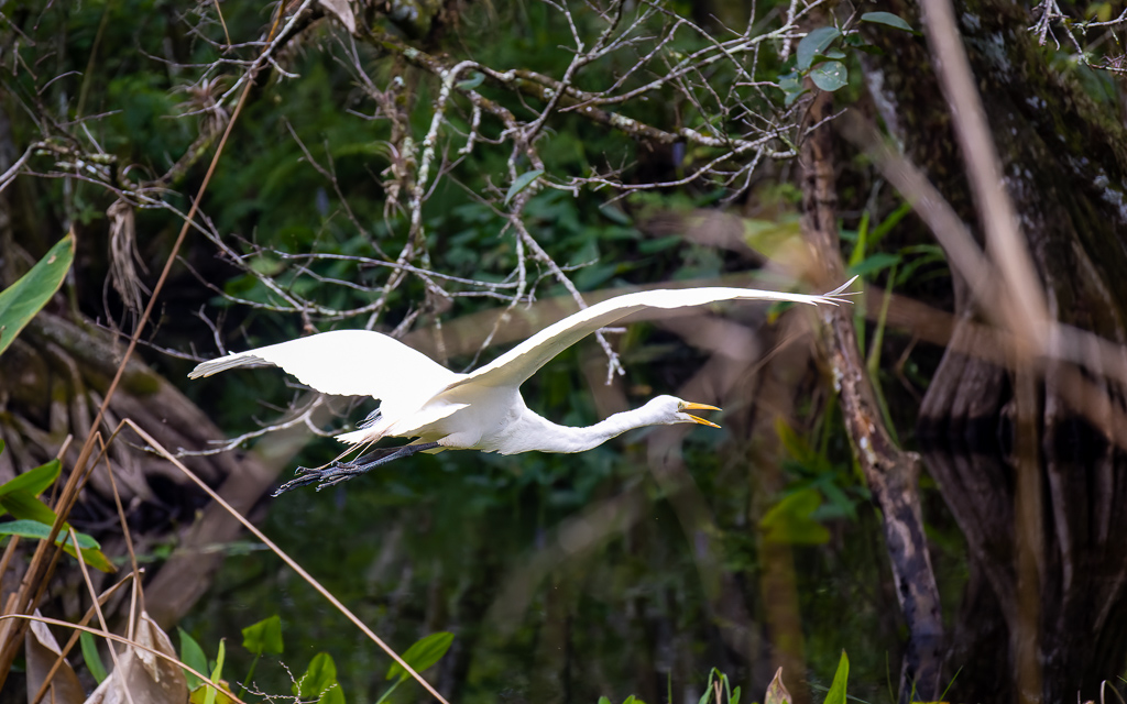 Z50 2012 NEF DxO DeepPRIME SharpenAI Motion