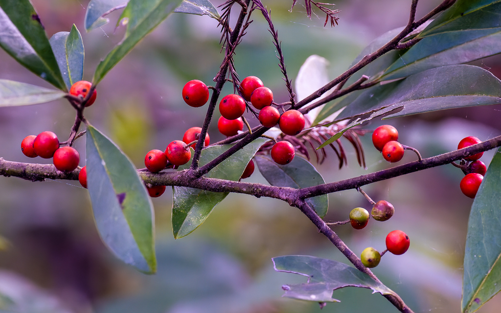 Z50 2029 NEF DxO DeepPRIME SharpenAI Motion