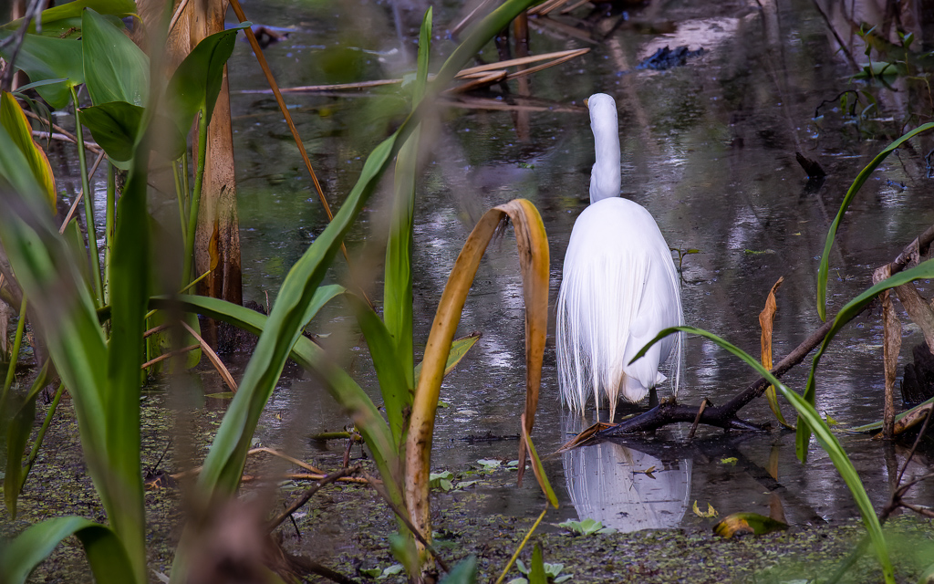 Z50 2034 NEF DxO DeepPRIME SharpenAI Motion