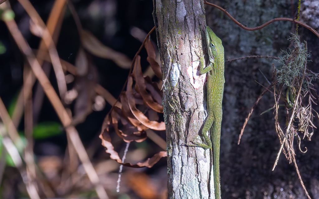 Z50 2047 NEF DxO DeepPRIME SharpenAI Focus