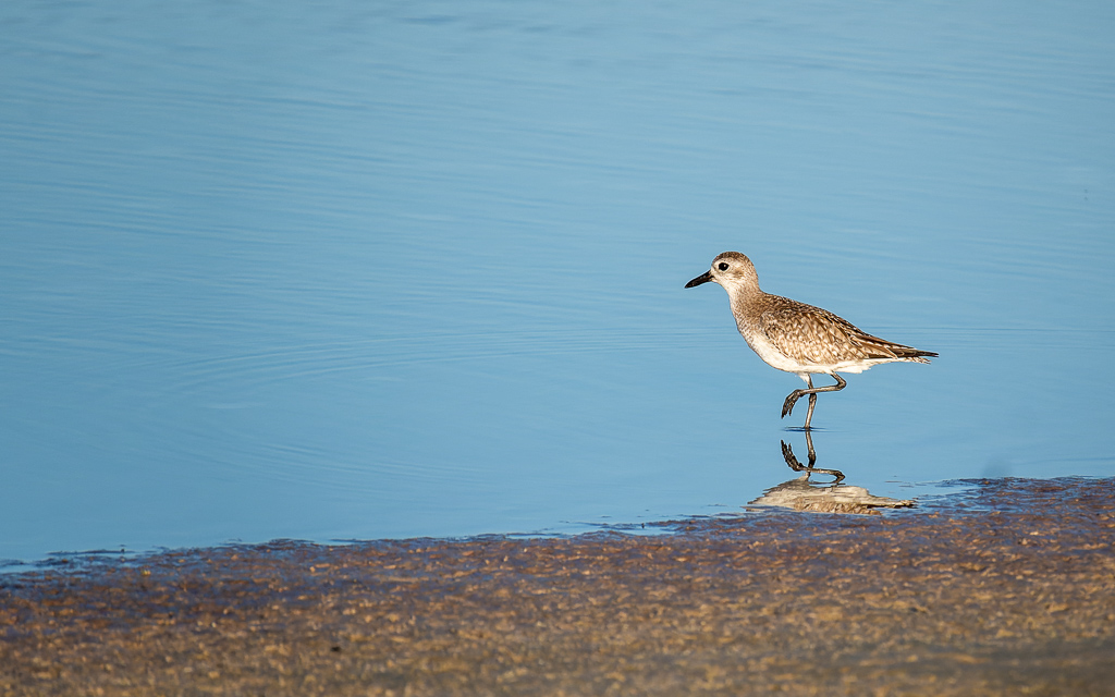 Z50 2260 NEF DxO DeepPRIME