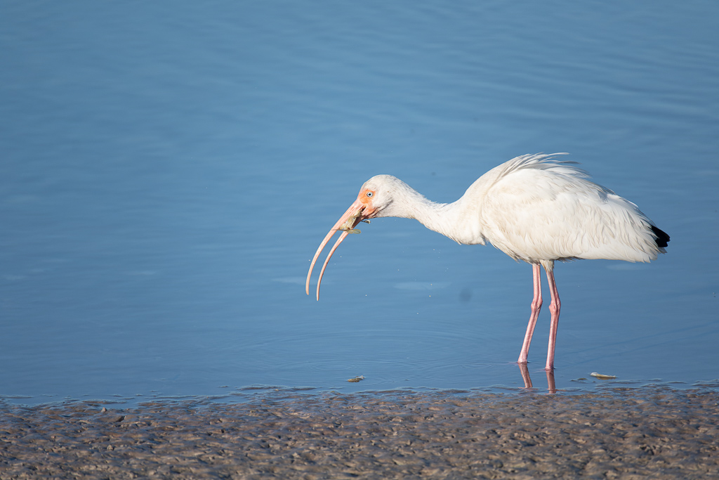 Z50 2340 NEF DxO DeepPRIME