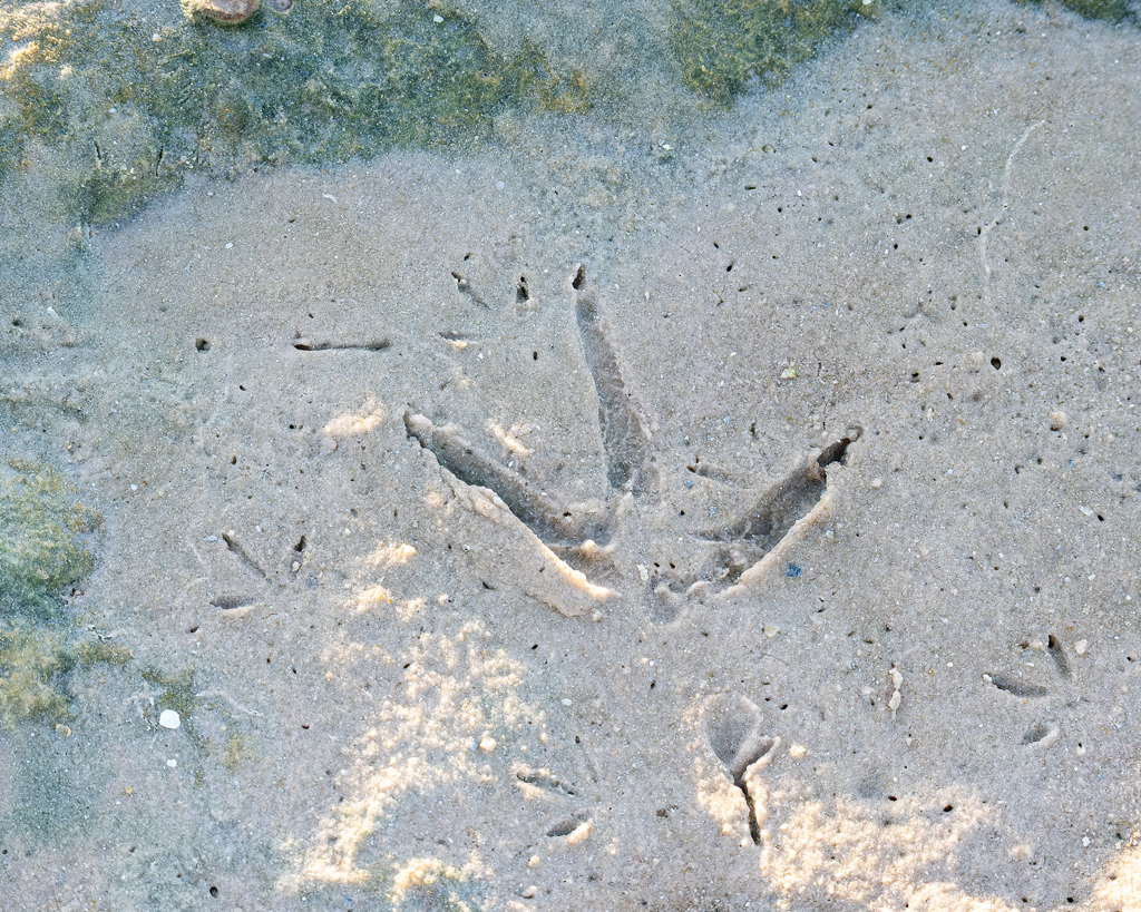 Z50 2387 NEF DxO DeepPRIME