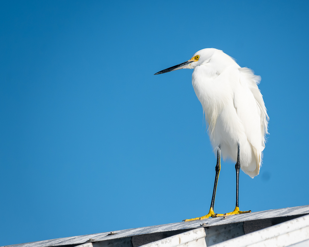 Z50 2516 NEF DxO DeepPRIME