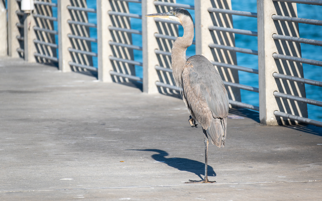 Z50 2526 NEF DxO DeepPRIME