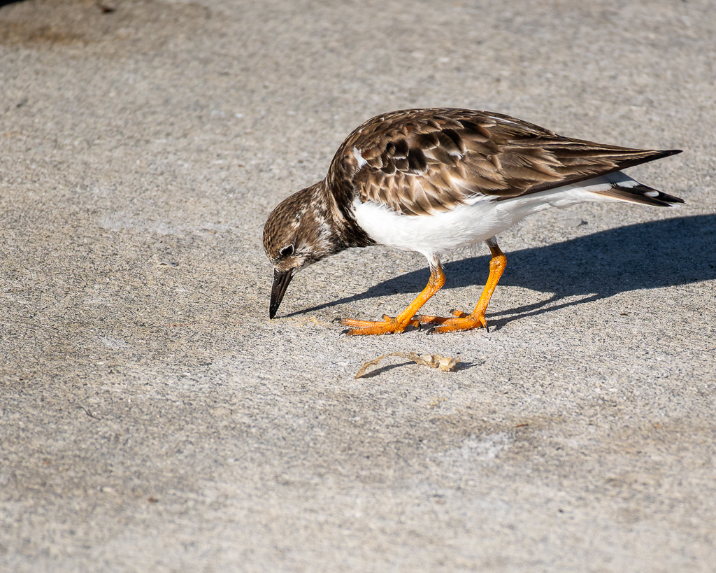 Z50 2532 NEF DxO DeepPRIME