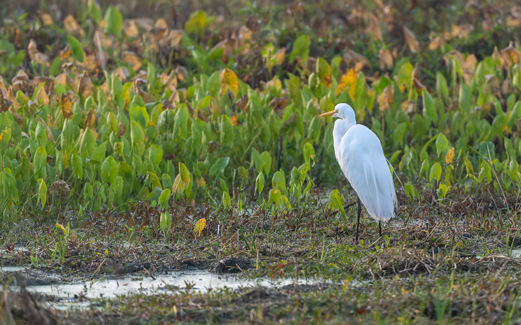 Z72 1869 NEF DxO DeepPRIME