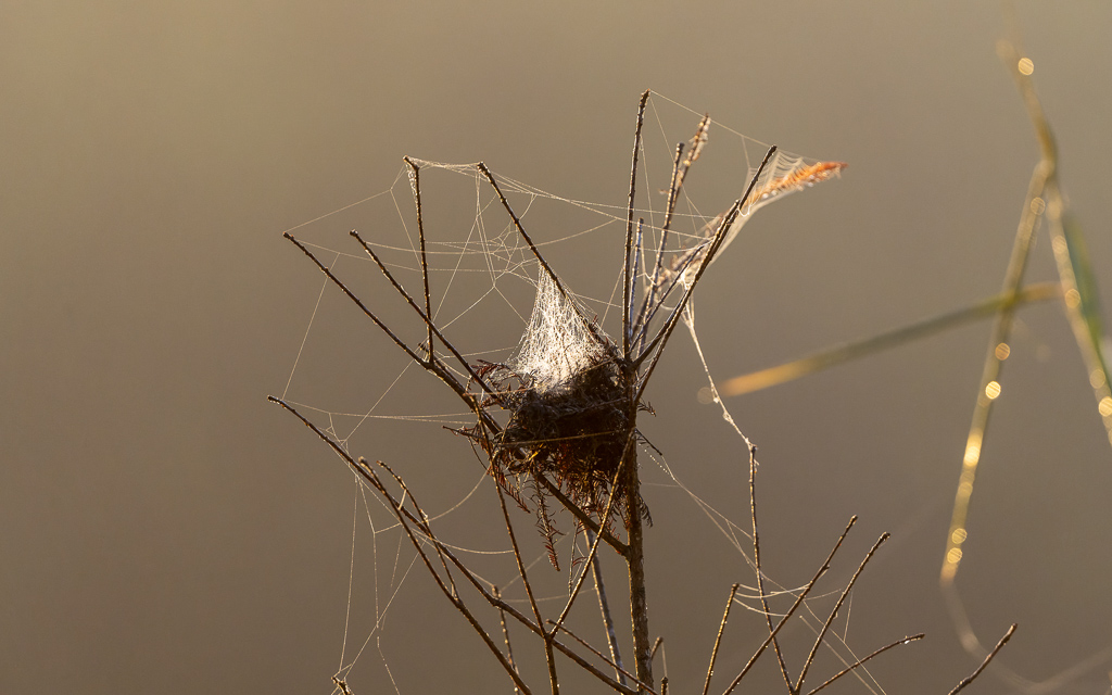 Z72 1895 NEF DxO DeepPRIME