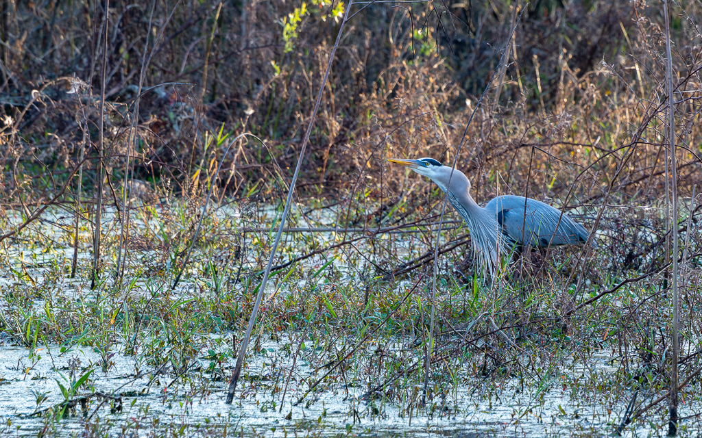 Z72 1914 NEF DxO DeepPRIME