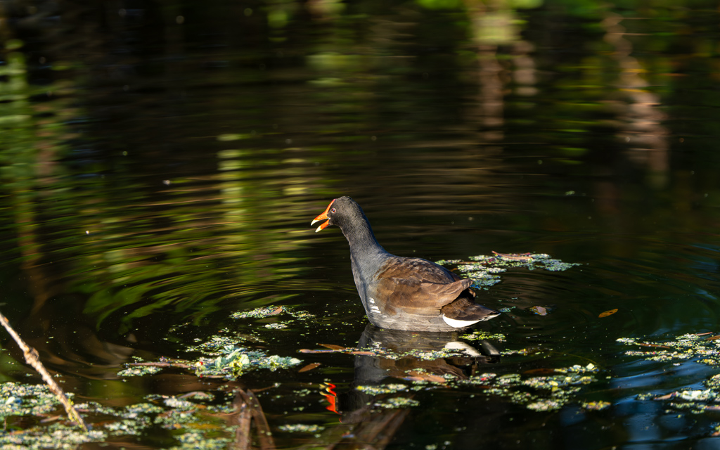 Z72 1923 NEF DxO DeepPRIME