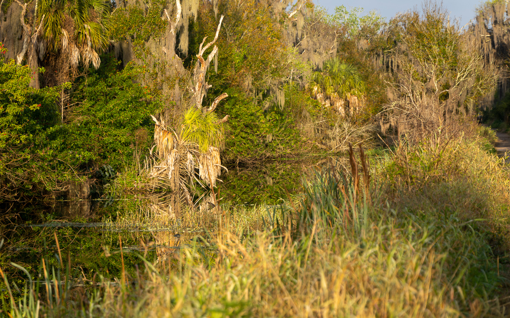 Z72 1933 NEF DxO DeepPRIME