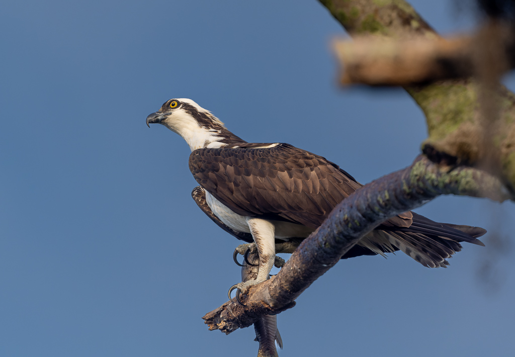 Z72 1967 NEF DxO DeepPRIME Enhanced