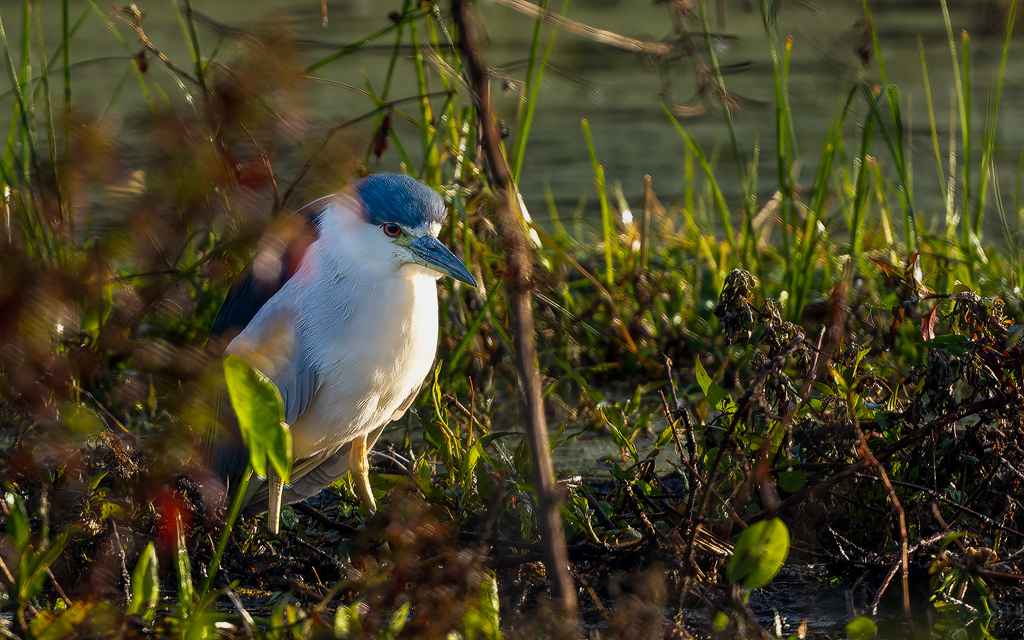 Z72 1971 NEF DxO DeepPRIME Enhanced Edit