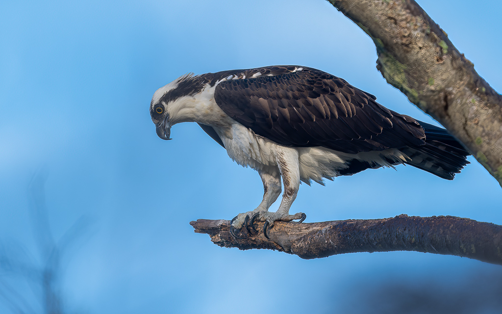 Z72 1974 NEF DxO DeepPRIME Edit