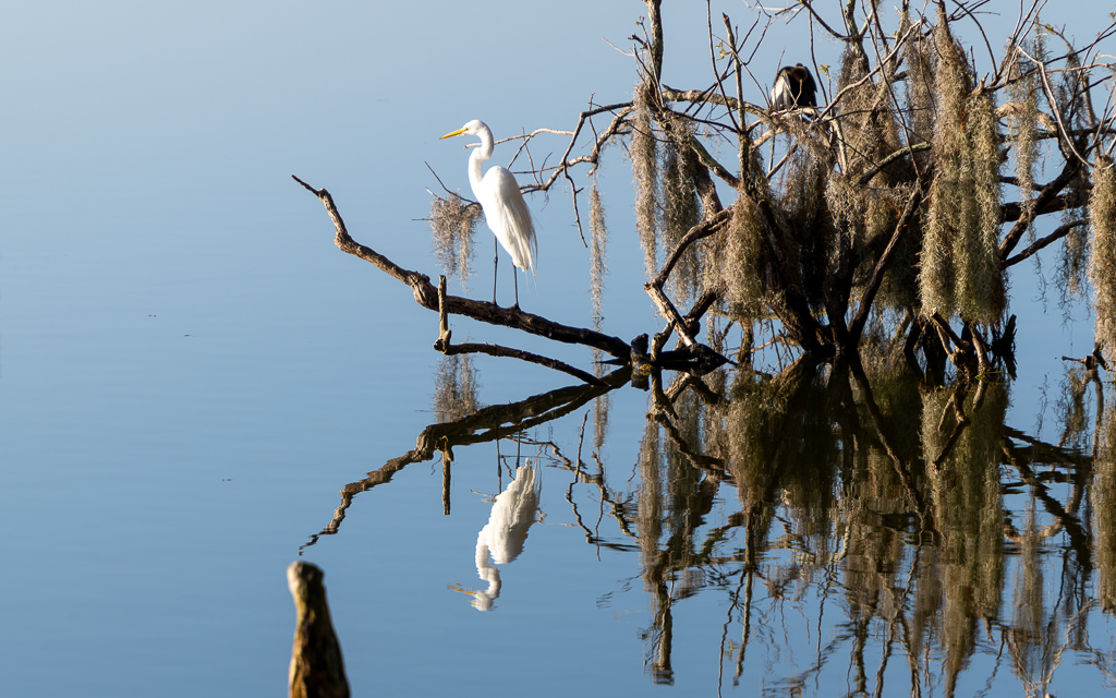 Z72 2041 NEF DxO DeepPRIME