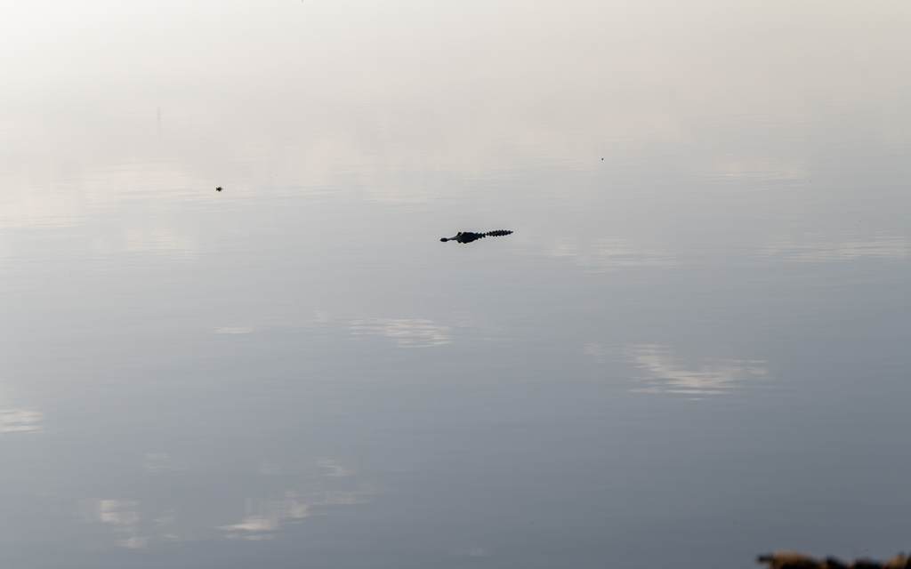 Z72 2049 NEF DxO DeepPRIME