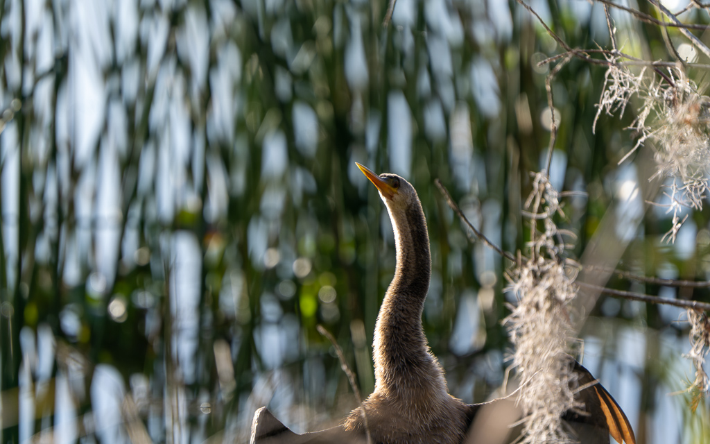 Z72 2062 NEF DxO DeepPRIME