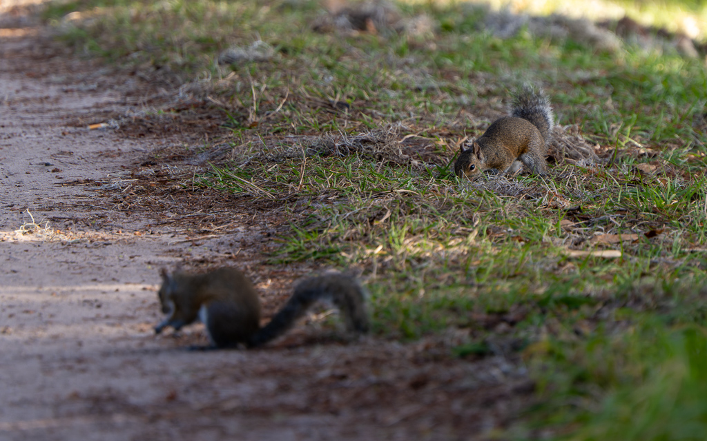 Z72 2081 NEF DxO DeepPRIME