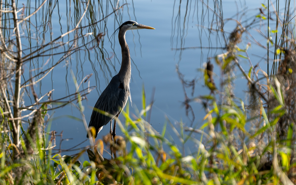 Z72 2101 NEF DxO DeepPRIME