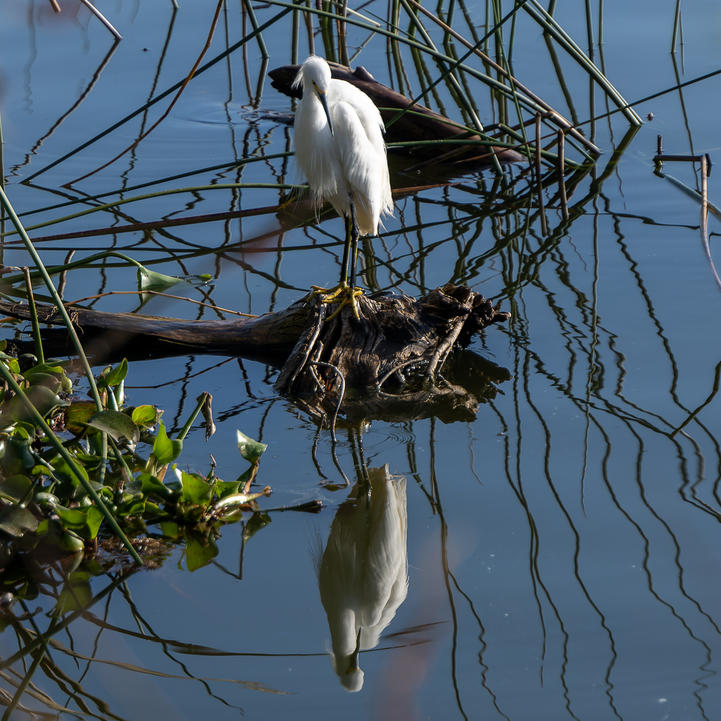 Z72 2106 NEF DxO DeepPRIME