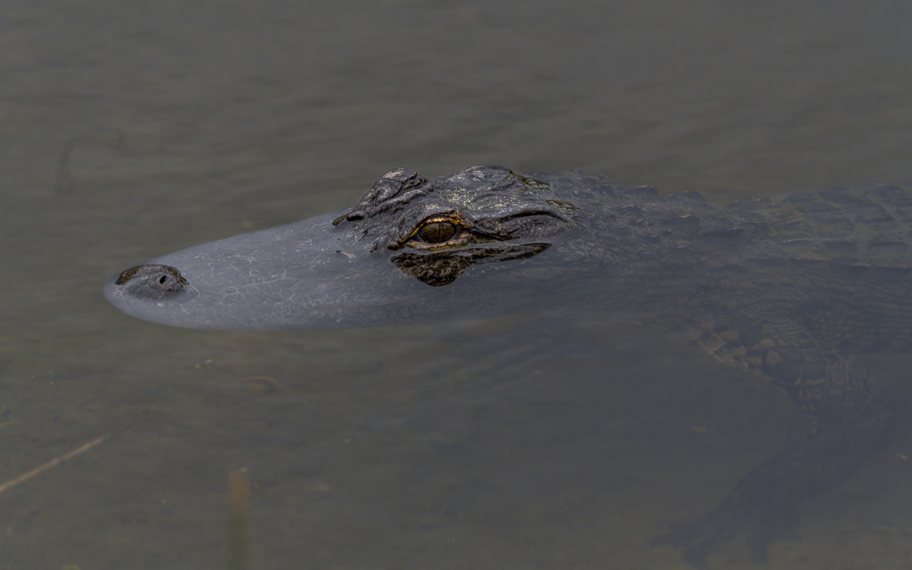 Z72 2159 NEF DxO DeepPRIME gigapixel standard scale 2 00x