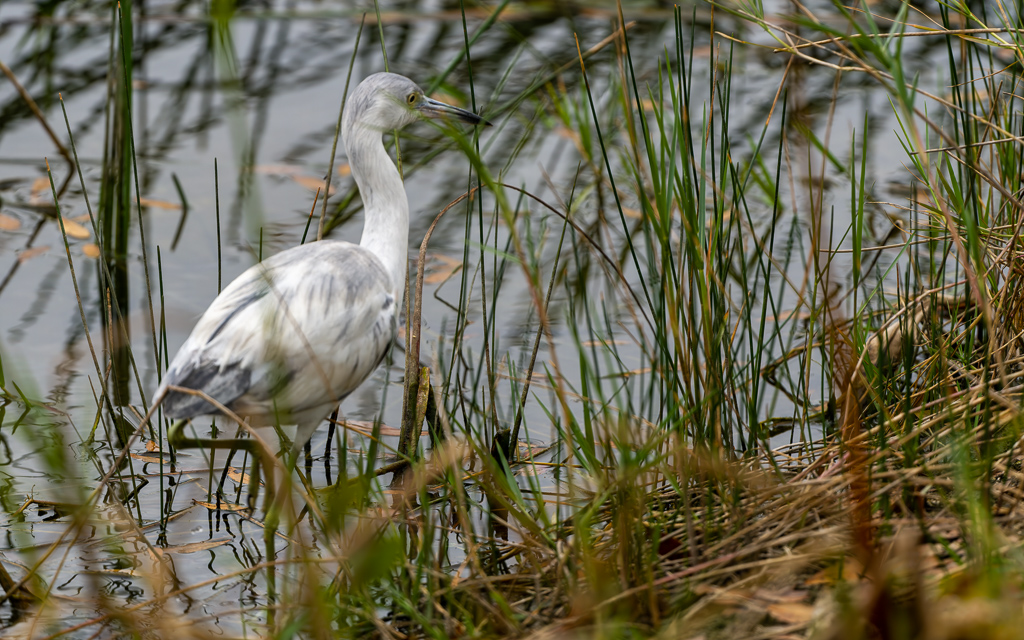 Z72 2169 NEF DxO DeepPRIME gigapixel standard scale 2 00x