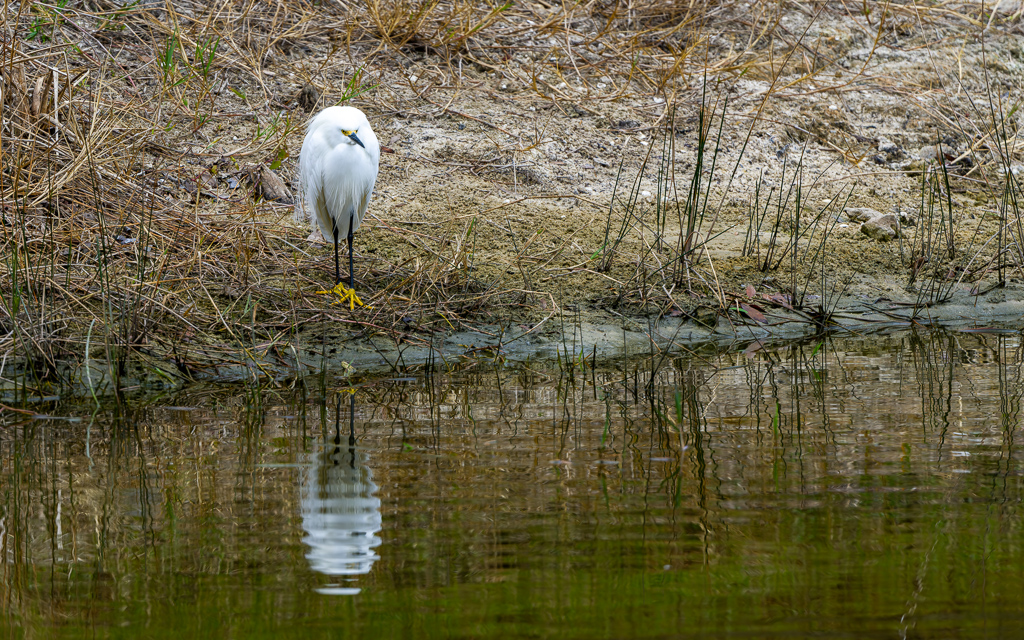 Z72 2178 NEF DxO DeepPRIME gigapixel standard scale 2 00x