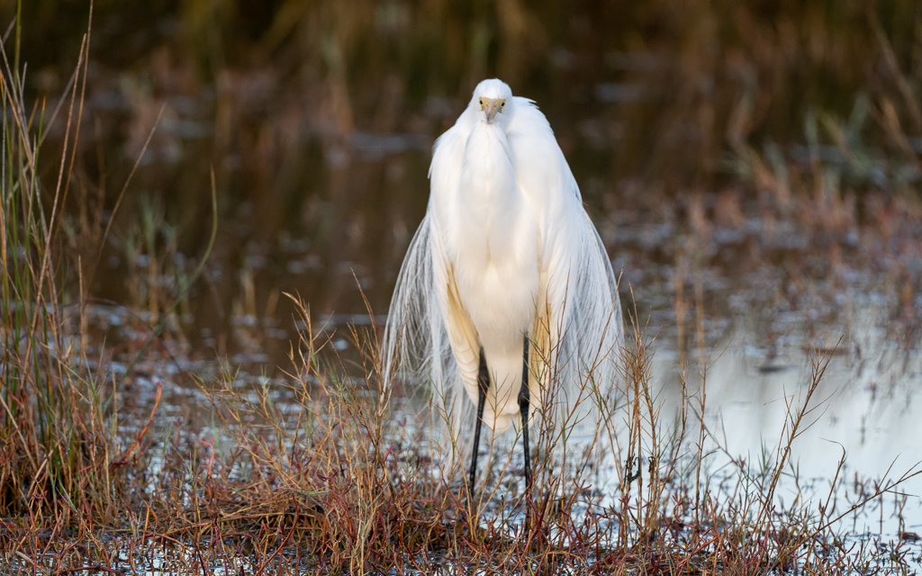 Z72 2196 NEF DxO DeepPRIME