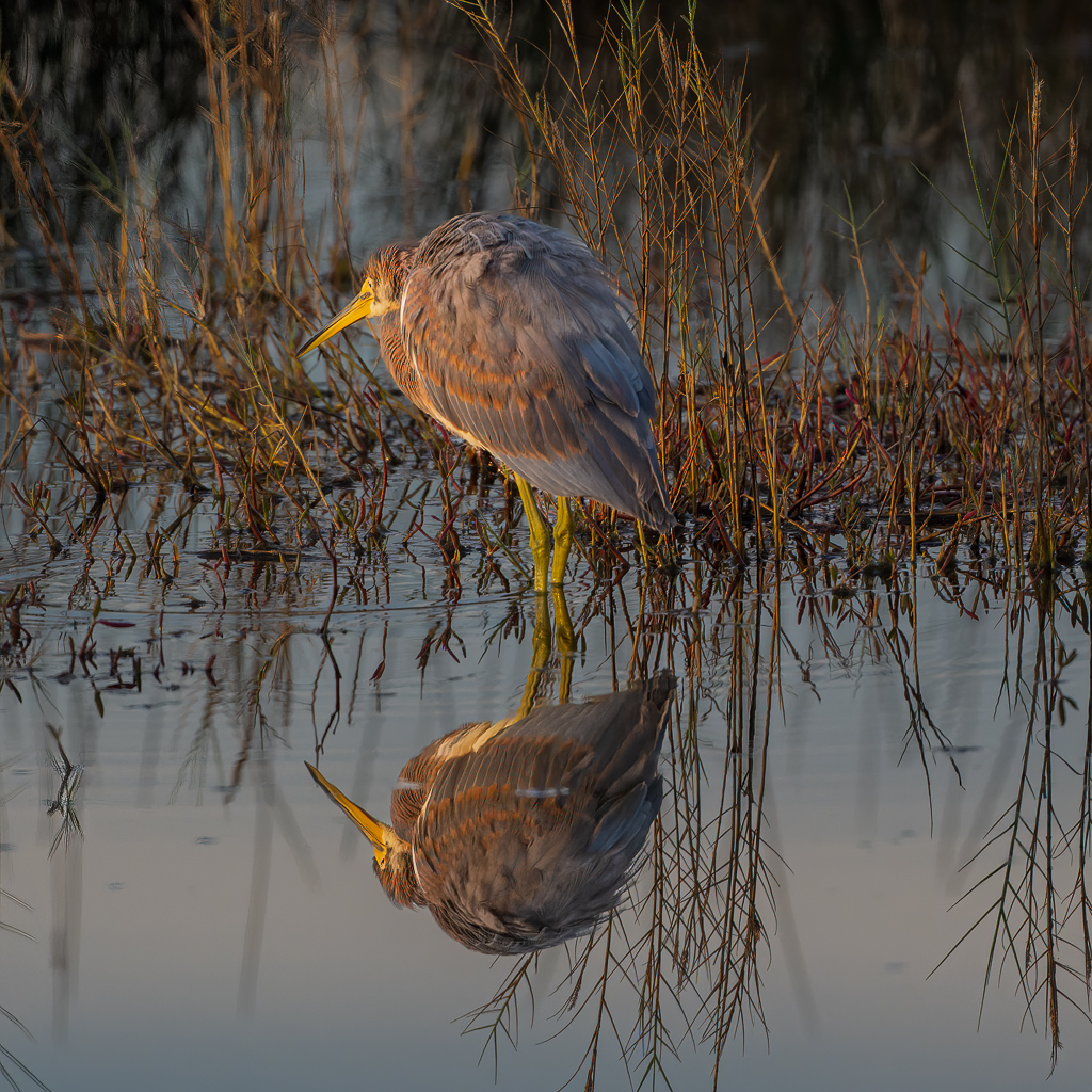 Z72 2230 NEF DxO DeepPRIME Edit