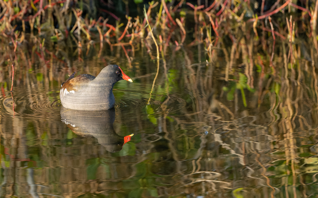 Z72 2255 NEF DxO DeepPRIME Enhanced