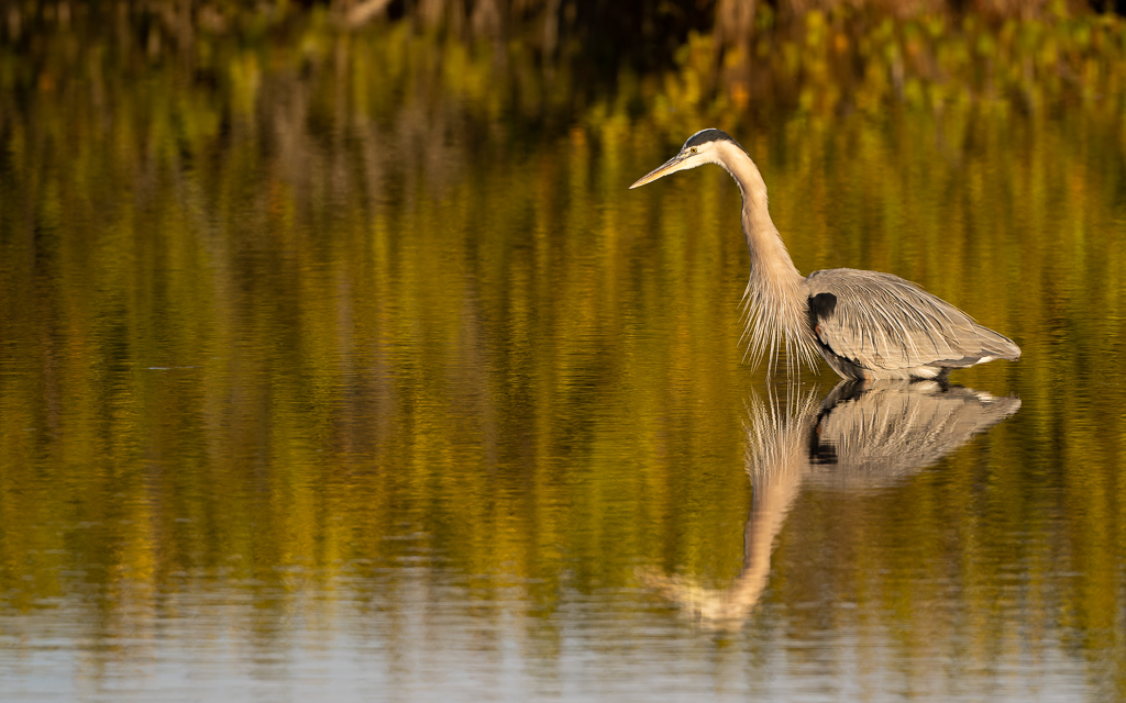 Z72 2266 NEF DxO DeepPRIME