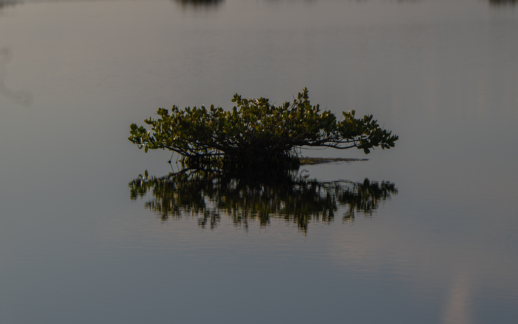 Z72 2277 NEF DxO DeepPRIME