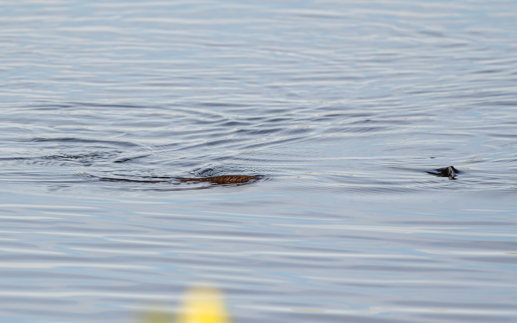 Z72 2304 NEF DxO DeepPRIME