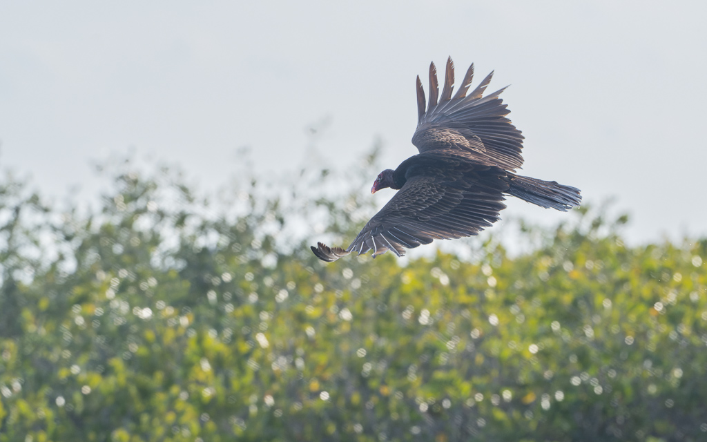 Z72 2329 NEF DxO DeepPRIME