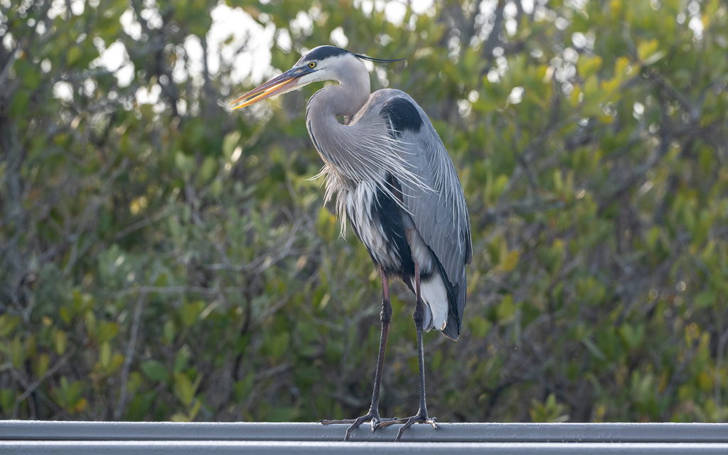 Z72 2336 NEF DxO DeepPRIME